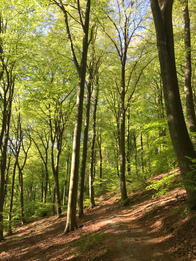 Entdeckungsreisen auf dem Heiligenberg